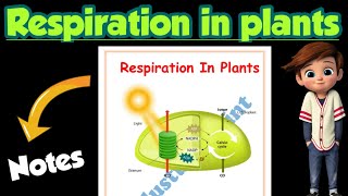 | Respiration in plants |Best notes |Class 11| Biology | Ch-14 notes| @Edustudy_point