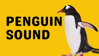 Download Lagu Penguin Sound | Bray MP3