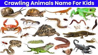 Top 20 Crawling Creatures Every Toddler Loves To Watch 🐍🐢🦎