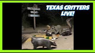 BlueIndigoTrails TEXAS NIGHT CRITTER CRUNCH - LIVE