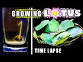 Growing lotus time lapse  seed to water plant in 50 days