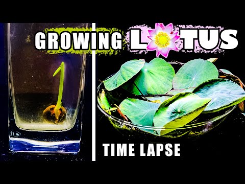 Video: Lotus Vine Care - Hoe Lotus Vine Plants te kweken