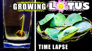 Growing Lotus Time Lapse - Seed to Water Plant in 50 Days