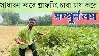 সাধারন ভাবে গ্রাফটিং বেগুন চাষ করে সম্পুর্ন লস | Grafting Brinjal Farming Full Loss
