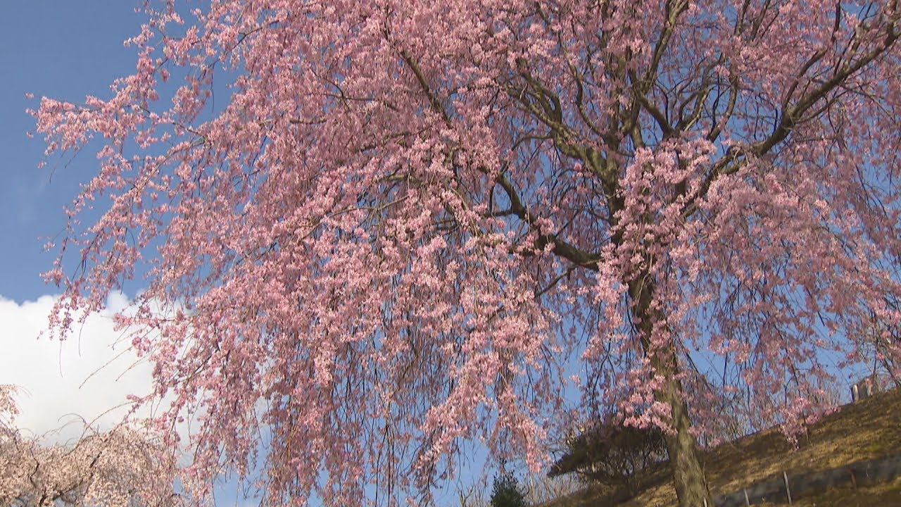 青空に広がる花びらのカーテン 香川県園芸総合センターで紅しだれ桜が見頃 高松市 Ksbニュース Ksb瀬戸内海放送