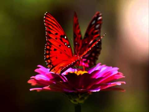 Nube pem loke - Sangeeth Wijesuriya video thumbnail