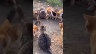 Çok Heyecanlı Değil Mi Ama