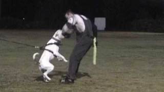 KiWS Bulldog Spawn of Ike aka SPIKE (Icon Sch III x Candy) Bitework screenshot 1