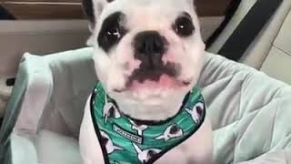😂😂Dog can't stop to singing 😂😂
