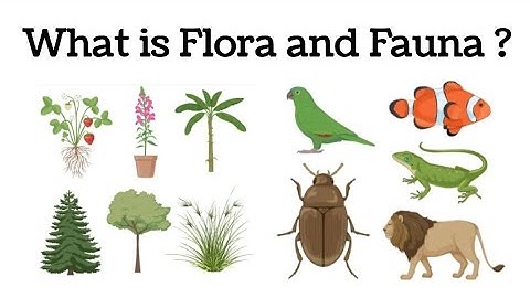 Flora And Fauna || what is flora and fauna || Difference between flora and fauna || #flora #fauna ||