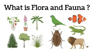 Flora And Fauna || what is flora and fauna || Difference between flora and fauna || #flora #fauna || 10 Difference Between Fauna And Flora Fauna Vs Flora You