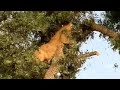 Leoa caí da árvore ao atacar Leopardo