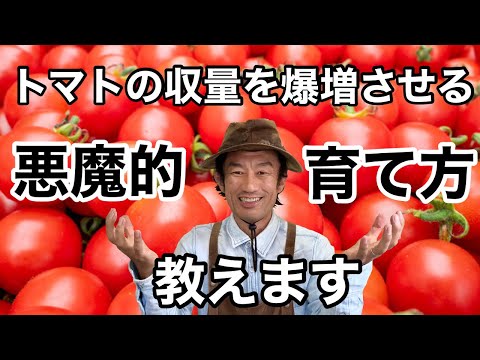 トマト収量を増やす7つの秘訣｜プロ農家直伝の栽培テクニック