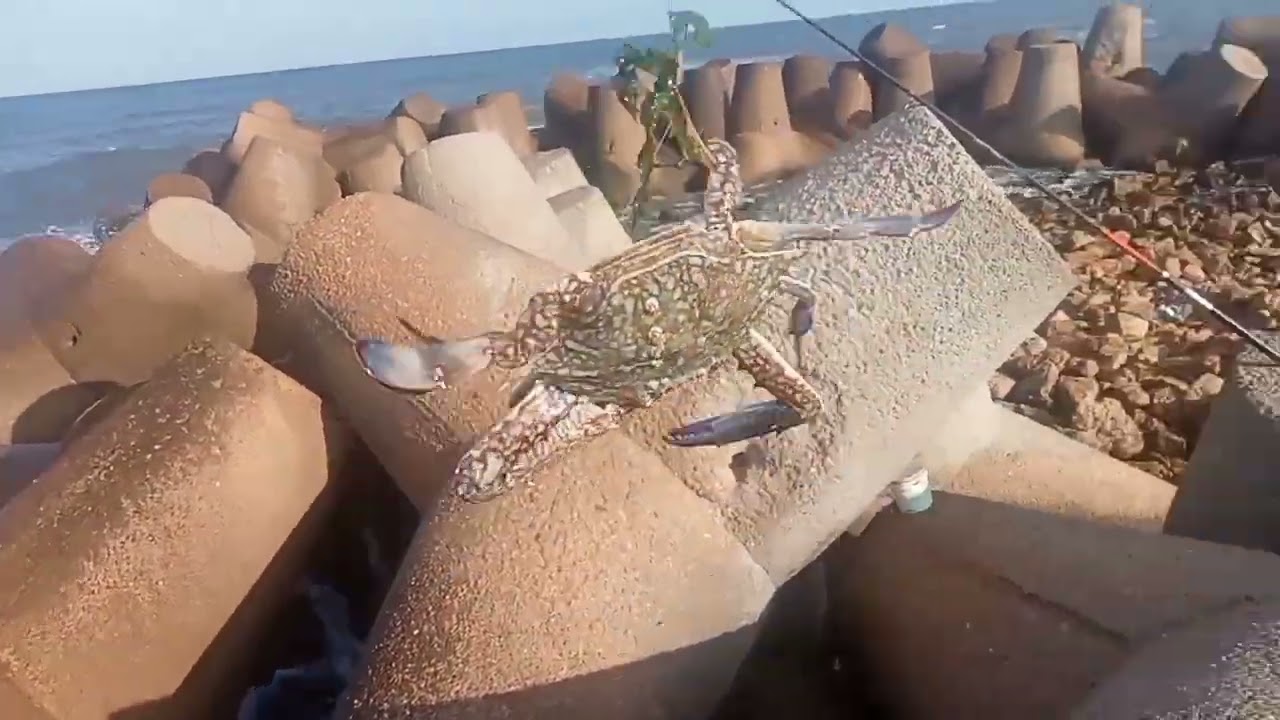 قاروص ونقط وكابوريا بالدود ابو جراب و دود الاسمعلاوى