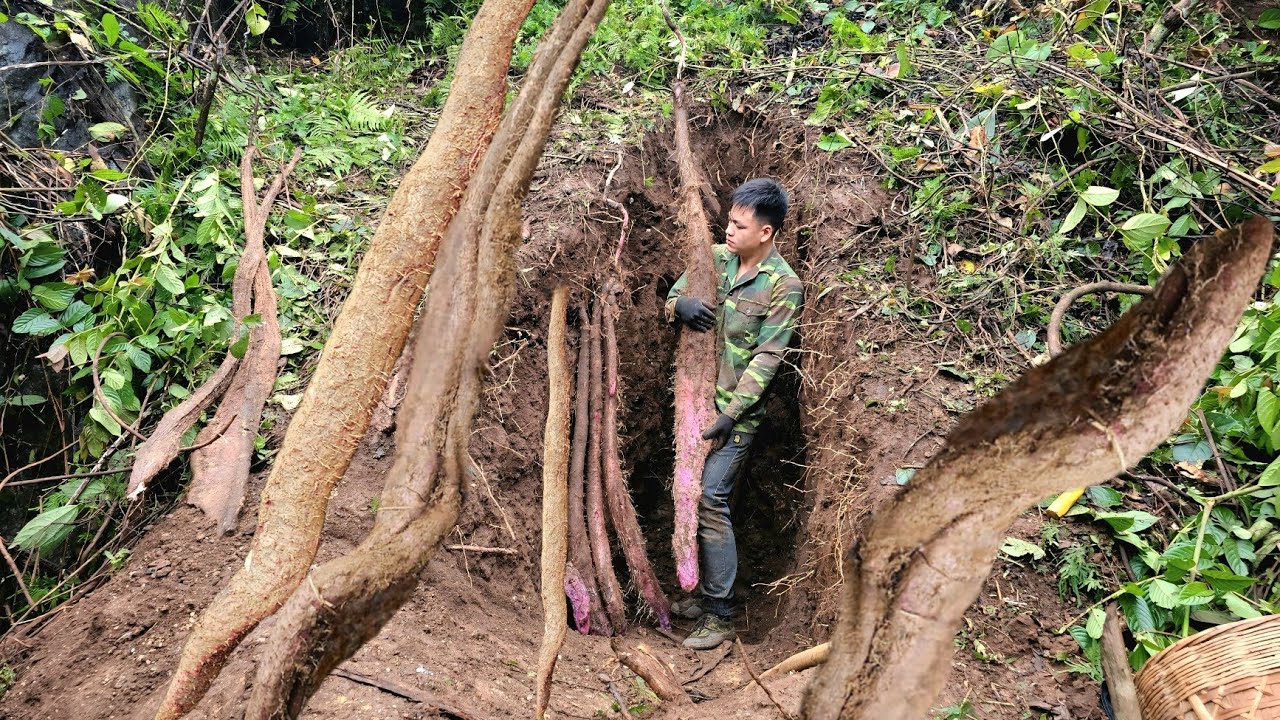 Full video. Trieu Kha conquers giant, highly valuable wild potatoes.