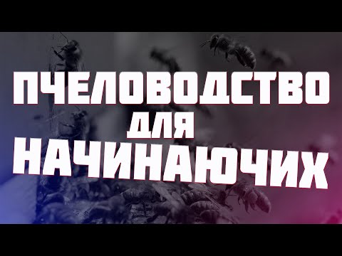 Как завести пчел с нуля?пчеловодство для начинающих.Где взять пчел?Элементарные советы с чего начать