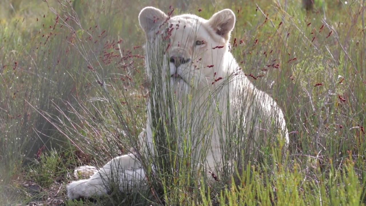 Panthera Africa: Visit the big cats
