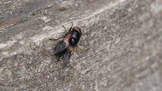 Volucella pellucens