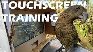 Training Kea to Use Touchscreens (Part 1) by Animal Minds 1,141 views 3 years ago 3 minutes, 11 seconds