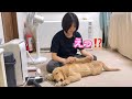 伸びすぎ‼️ゴムゴムの実を食べた容疑が濃厚すぎるゴルパピだいふく【ゴールデンレトリバーとミニチュアダックスフンド】