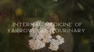 Yarrow Benefits in Herbalism and Aromatherapy