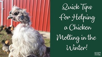 Quick Tips for Chickens Molting in the Winter!