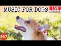 Live dog music relaxing sounds for dogs with anxiety separation anxiety relief musicdog calm 4