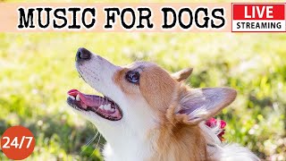 [LIVE] Dog Music🎵 Relaxing Sounds for Dogs with Anxiety🐶 Separation anxiety relief music💖Dog Calm 4