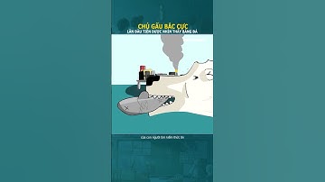 Chú gấu Bắc Cực lần đầu nhìn thấy băng tuyết