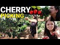 ISRAEL VLOG: KFAR BLUM CHERRY PICKING | #TelBarrientos with Tel Vlog Official