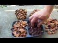 Huge Pine Tree Cone Seed Collection part 4