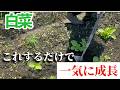【白菜】これをするだけで一気に大きくなります