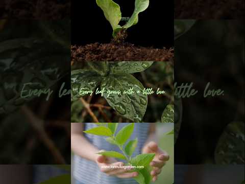 Every Leaf Grows With a Little Love 🌿 💚  #shorts #shortsfeed #viral
