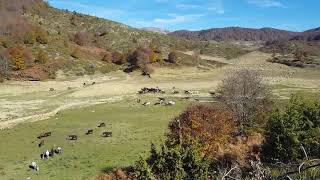 Free horses Greece  Metsovo