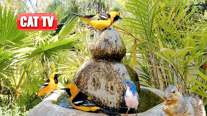 Watch the video about CAT TV | 🐦 Bathing Birds, 🐭 Munching Mice, and 🐿️ Scampering Squirrels | Videos For Cats | Dog TV