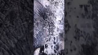 Splish Splash