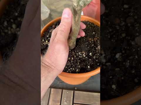 فحص الشجر الميت او الغير ميت