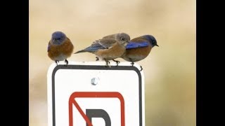 Colorado’s Bluebirds and How You Can Help Them