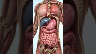 Human Digestive System- How It Works, 3D Animation