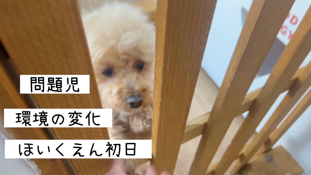 【 犬の保育園 】 遠吠え/無駄吠え/ストレス