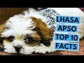 Lhasa Apso - TOP 10 Interesting Facts