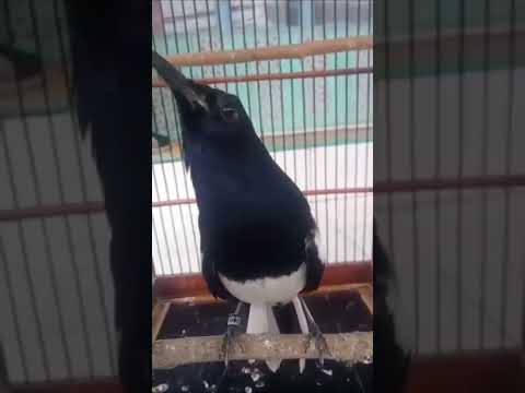 RAJANYA MASTERAN BURUNG LOMBA || KOMBINASI TEMBAKAN TAJEM berjedah kenari, c,jenggot ,cililin,tembak