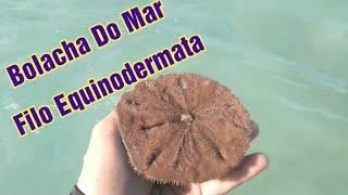 Bolacha Do Mar Ou Bolacha Da Prai | Filo Equinodermata (Clypeasteroida) Em Maragogi