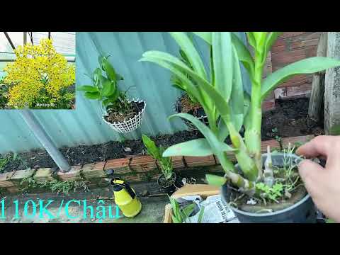 Video Bán Lan Dendro Nắng Pensoda Xưa,Bò Tím,Bà Liễu xưa Giá... - youtube