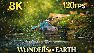 Relaxing Bird Sounds 8K 120FPS ~ Birds Singing Heal Stress, Anxiety And Depression ! Heal The Mind  screenshot 3