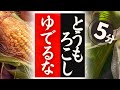 【とうもろこし】の美味しい食べ方！驚くほど美味しくなる！