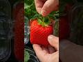 Need Square Strawberry