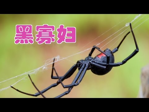 如何驱除黑寡妇蜘蛛/Destroy spiders