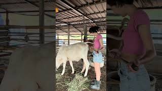 Farming Life Funny #comedyvideo #funnyshorts  #animalvideos #animalcomedy #farmlife #cowvideo #funny