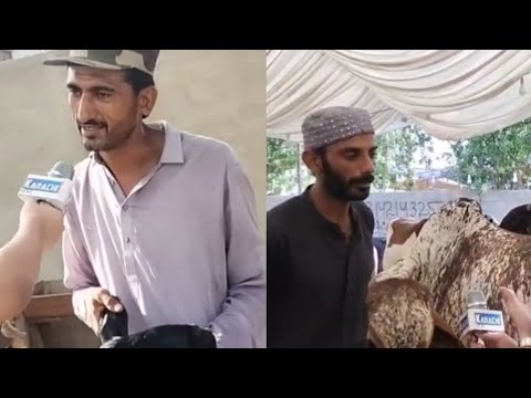 SAFURA MANDI UPDATE GOATS AND COWS